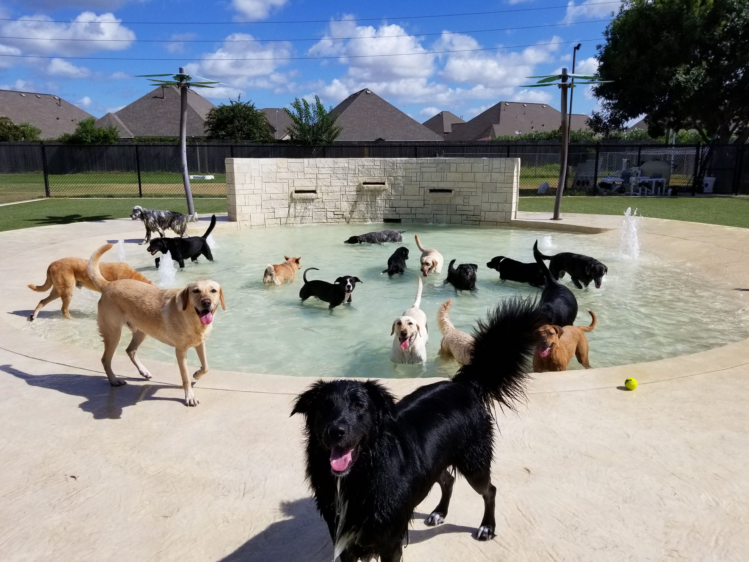 The Houston pet boarding with the best equipment